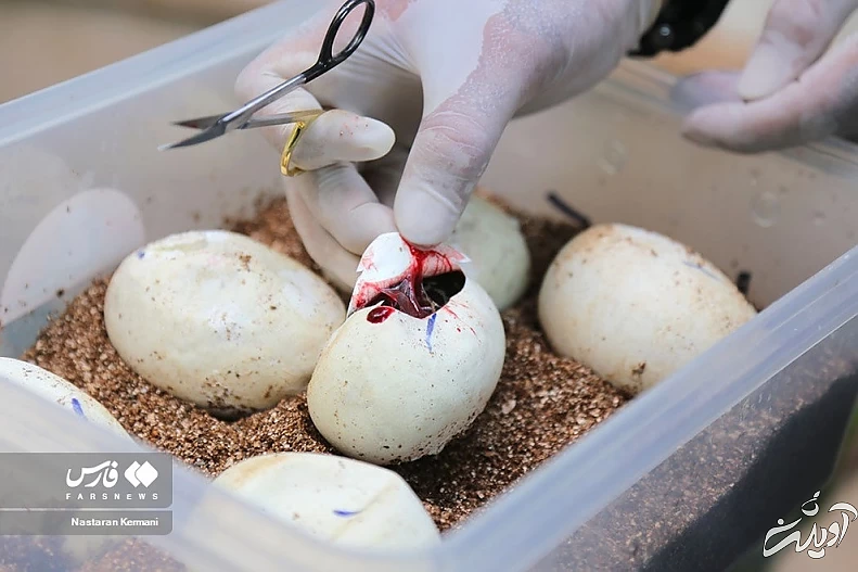 (تصاویر) تولد بچه مارهای پیتون در پارک چمران کرج